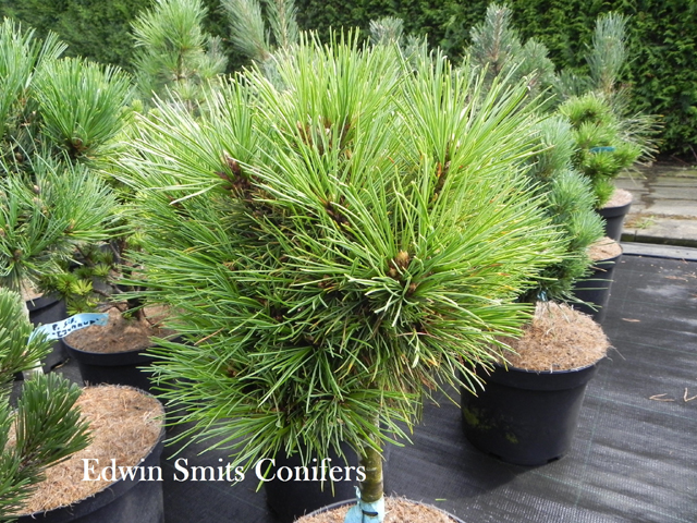 Pinus sibirica 'Avrov' (Biosphera 3, # 012)